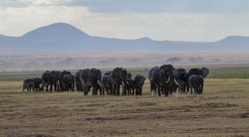 Elephants in Africa